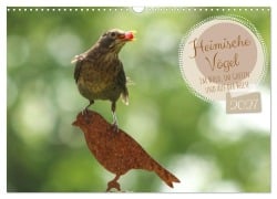 Cover-Bild zum Titel 'Heimische Vögel - Im Wald, im Garten und auf der Wiese (Wandkalender 2027 DIN A3 quer), CALVENDO Monatskalender' von 'Angela Merk'