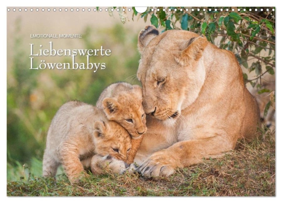 Emotionale Momente: Liebenswerte Löwenbabys / CH-Version (Wandkalender 2025 DIN A3 quer), CALVENDO Monatskalender - Ingo Gerlach GDT