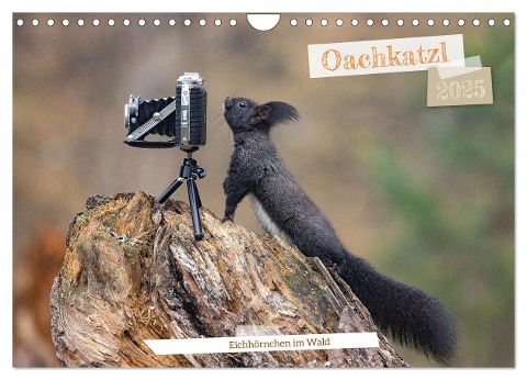 Oachkatzl (Wandkalender 2025 DIN A4 quer), CALVENDO Monatskalender - Andreas Müller Fotografie