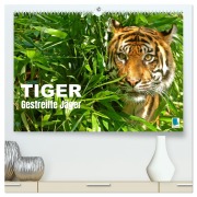Cover-Bild zum Titel 'Tiger: Gestreifte Jäger (hochwertiger Premium Wandkalender 2026 DIN A2 quer), Kunstdruck in Hochglanz' von 'Calvendo Calvendo'