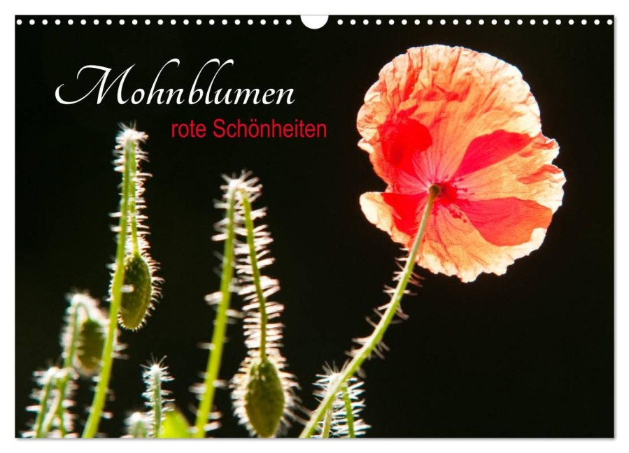 Mohnblumen - rote Schönheiten (Wandkalender 2026 DIN A3 quer), CALVENDO Monatskalender - Meike Bölts