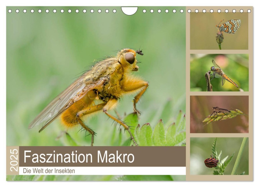 Faszination Makro - Die Welt der Insekten (Wandkalender 2025 DIN A4 quer), CALVENDO Monatskalender - Andrea Potratz