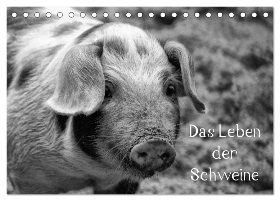Das Leben der Schweine (Tischkalender 2027 DIN A5 quer), CALVENDO Monatskalender - Kattobello