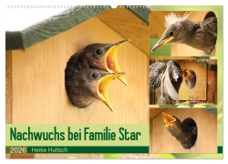 Nachwuchs bei Familie Star (Wandkalender 2026 DIN A2 quer), CALVENDO Monatskalender - Heike Hultsch