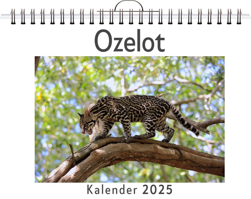 Ozelot - Julia Schmidt
