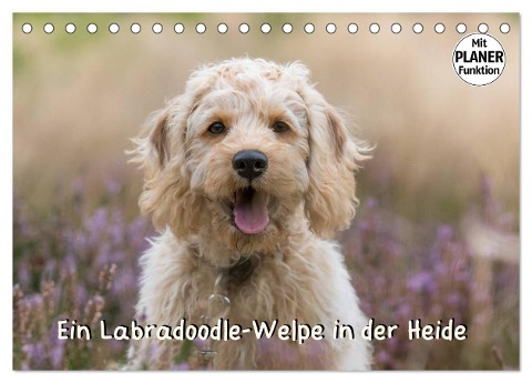 Ein Labradoodle-Welpe in der Heide (Tischkalender 2024 DIN A5 quer), CALVENDO Monatskalender - Sonja Teßen