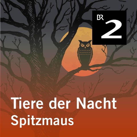 Tiere der Nacht: Spitzmaus - Silke Wolfrum