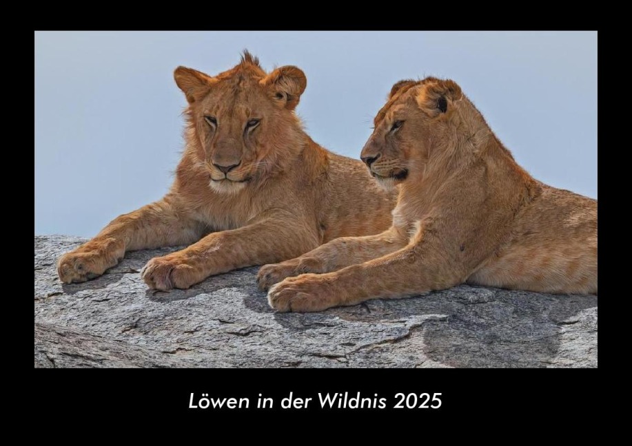 Löwen in der Wildnis 2025 Fotokalender DIN A3 - Tobias Becker