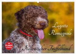 Cover-Bild zum Titel 'Lagotto Romagnolo - Italienischer Trüffelhund (Wandkalender 2026 DIN A2 quer), CALVENDO Monatskalender' von 'Sigrid Starick'