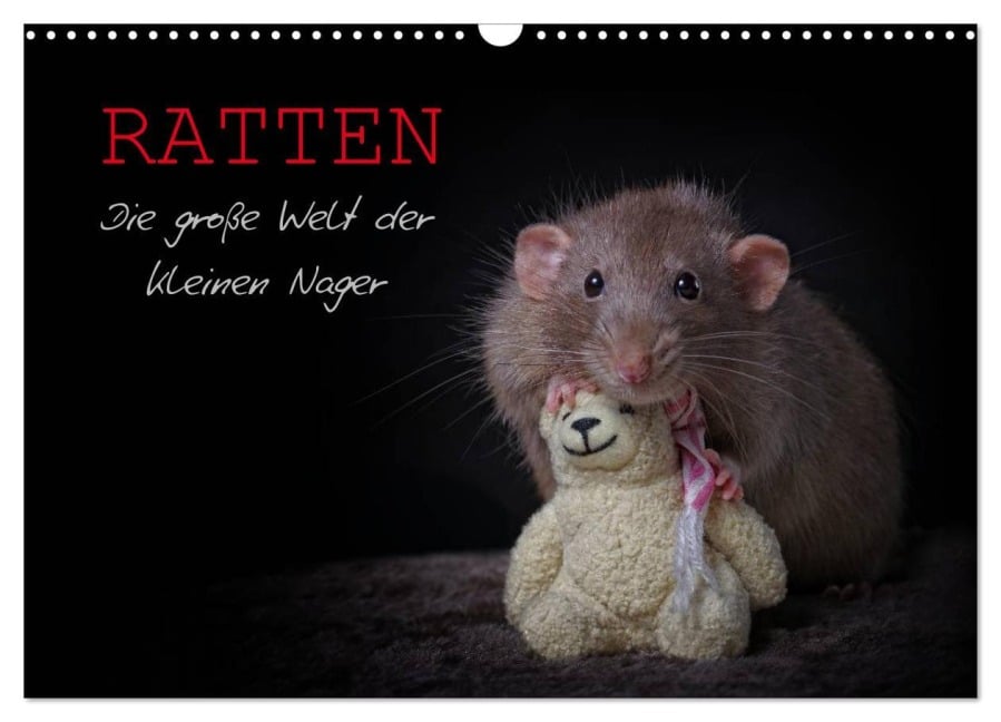 Ratten. Die große Welt der kleinen Nager (Wandkalender 2026 DIN A3 quer), CALVENDO Monatskalender - Thorsten Nilson
