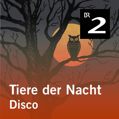 Tiere der Nacht: Disco - Silke Wolfrum