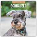 Schnauzer 2025 - 16-Monatskalender - 