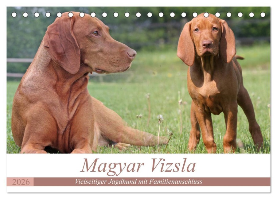 Magyar Vizsla - Vielseitiger Jagdhund mit Familienanschluss (Tischkalender 2026 DIN A5 quer), CALVENDO Monatskalender - Barbara Mielewczyk