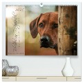 Rhodesian Ridgeback - Herzen auf vier Pfoten (hochwertiger Premium Wandkalender 2025 DIN A2 quer), Kunstdruck in Hochglanz - Sabrina Mischnik
