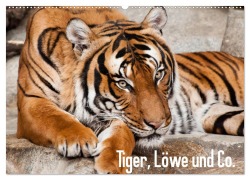 Cover-Bild zum Titel 'Tiger, Löwe und Co. (Wandkalender 2026 DIN A2 quer), CALVENDO Monatskalender' von 'Sylke Enderlein - Bethari Bengals'