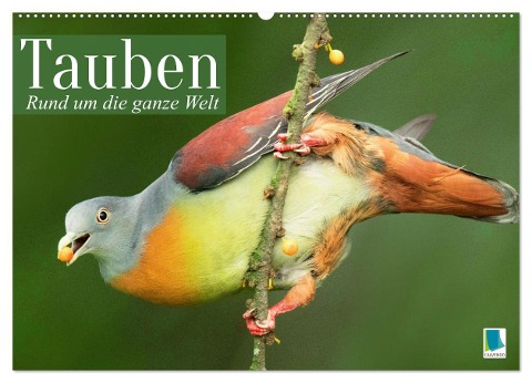 Tauben rund um die ganze Welt (Wandkalender 2024 DIN A2 quer), CALVENDO Monatskalender - Calvendo Calvendo