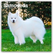 Cover-Bild zum Titel 'Samoyeds - Samojede 2026 - 16-Monatskalender' von 'Browntrout Publishers'