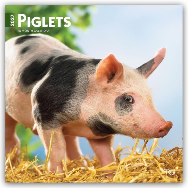 Piglets - Ferkel 2027 - 16-Monatskalender - Browntrout Publishers