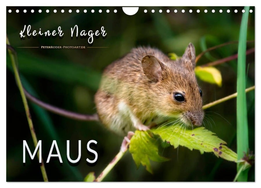 Kleiner Nager - Maus (Wandkalender 2026 DIN A4 quer), CALVENDO Monatskalender - Peter Roder