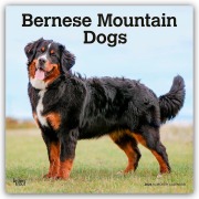 Bernese Mountain Dogs - Berner Sennenhund 2026 - 16-Monatskalender - Browntrout Publishers
