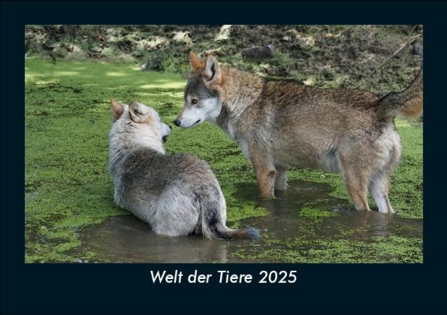 Welt der Tiere 2025 Fotokalender DIN A5 - Tobias Becker
