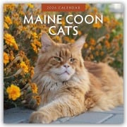 Maine Coon Cats - Maine Coon Katzen 2026 - 16-Monatskalender - Robin Red