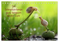 Ganz langsam im Schneckentempo durch's Jahr (Tischkalender 2026 DIN A5 quer), CALVENDO Monatskalender - Judith Doberstein