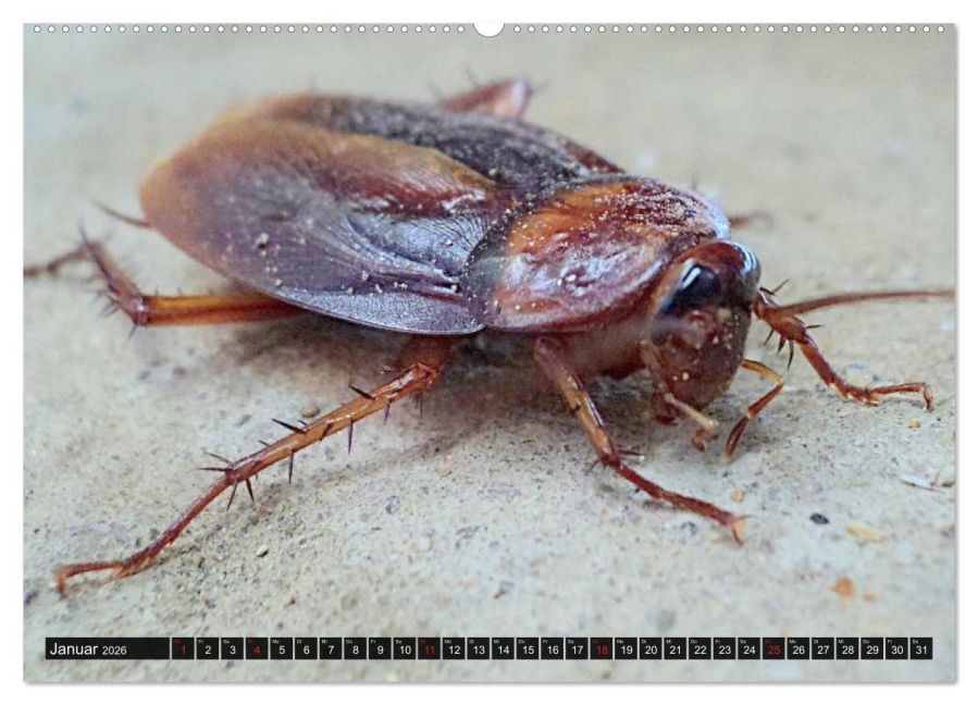 InsideView 6