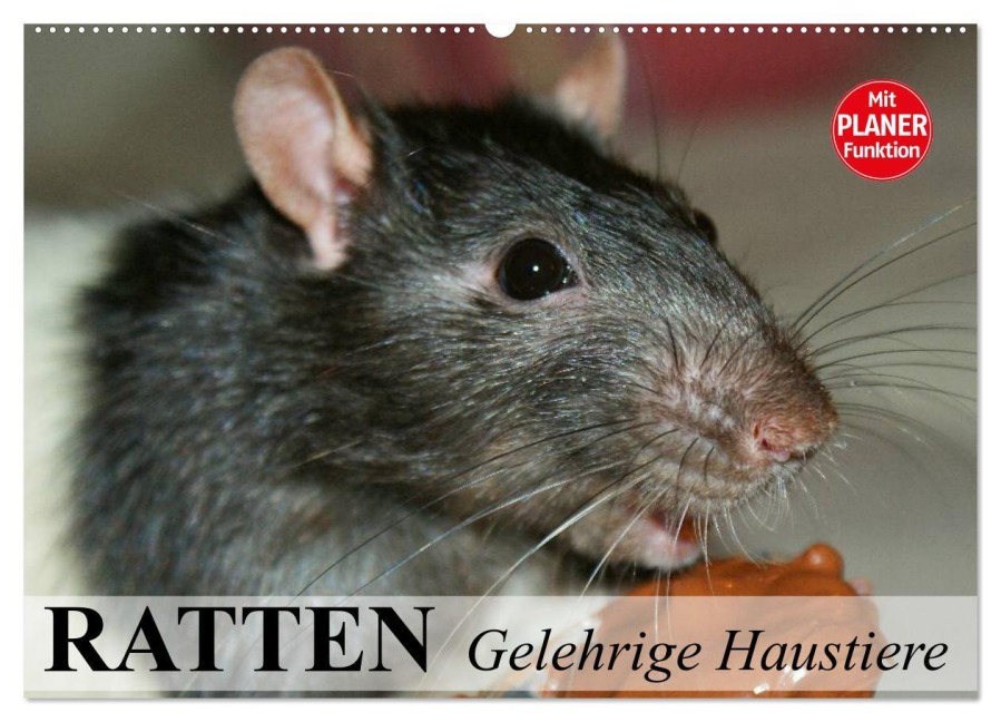 Ratten. Gelehrige Haustiere (Wandkalender 2026 DIN A2 quer), CALVENDO Monatskalender - Elisabeth Stanzer