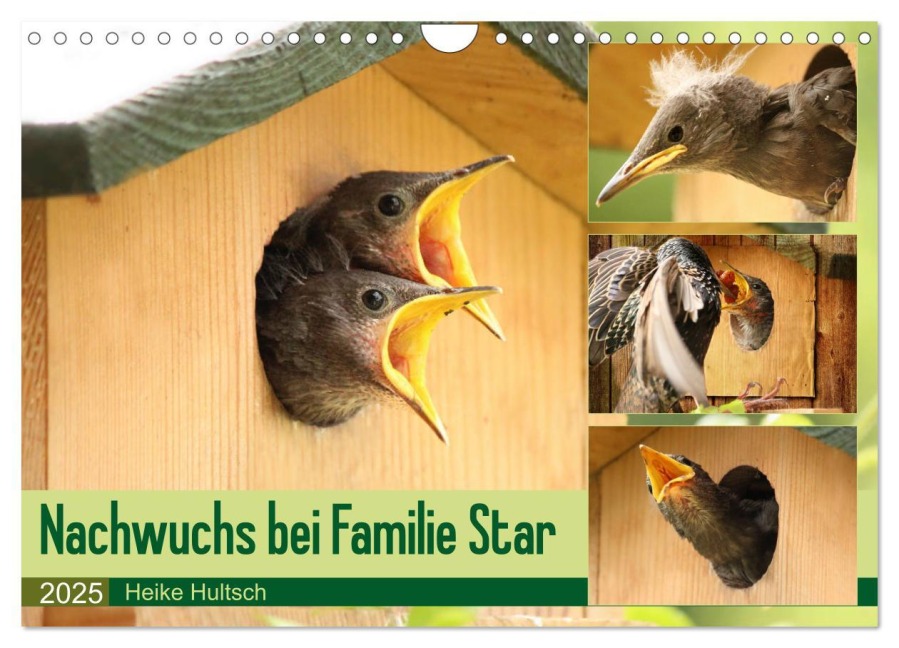 Nachwuchs bei Familie Star (Wandkalender 2025 DIN A4 quer), CALVENDO Monatskalender - Heike Hultsch