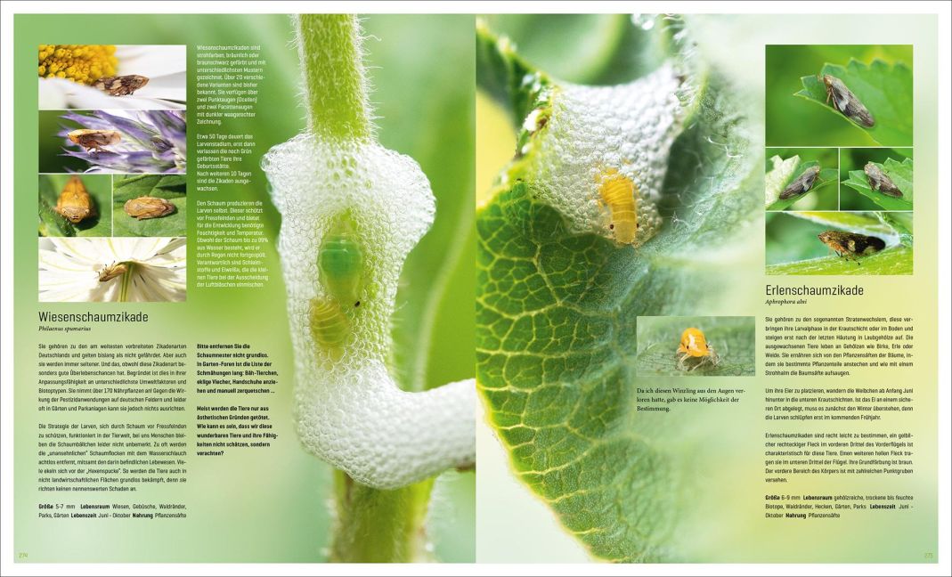 InsideView 12