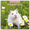 Hamsters - Hamster 2025 - 16-Monatskalender - Robin Red