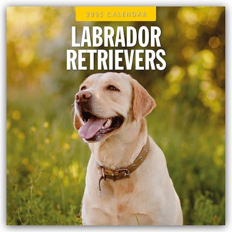 Labrador Retrievers - Labrador Retriever 2025 - 16-Monatskalender - 