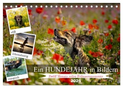 Cover-Bild zum Titel 'Ein Hundejahr in Bildern (Tischkalender 2026 DIN A5 quer), CALVENDO Monatskalender' von 'Daniel Pelz'