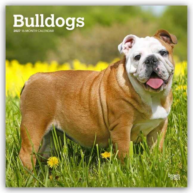 Bulldogs - Bulldogge 2027 - 16-Monatskalender - Browntrout Publishers