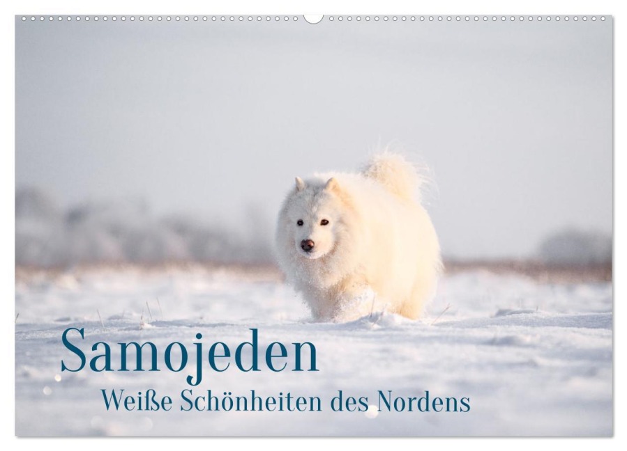 Samojeden - Liebenswerte Fellkugeln (Wandkalender 2026 DIN A2 quer), CALVENDO Monatskalender - Annett Mirsberger