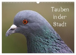 Cover-Bild zum Titel 'Tauben in der Stadt (Wandkalender 2026 DIN A3 quer), CALVENDO Monatskalender' von 'Kattobello Kattobello'