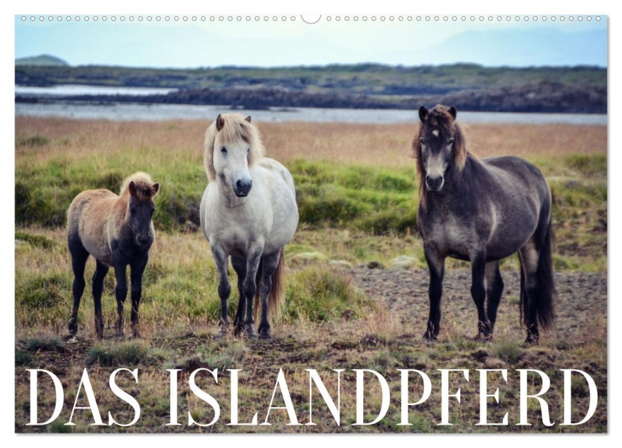 Das Islandpferd (Wandkalender 2026 DIN A2 quer), CALVENDO Monatskalender - Hannah Krämer