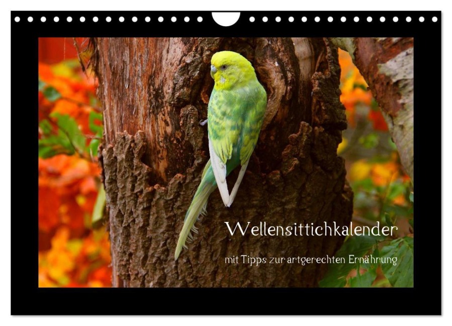 Wellensittichkalender mit Tipps zur artgerechten Ernährung (Wandkalender 2026 DIN A4 quer), CALVENDO Monatskalender - Björn Bergmann