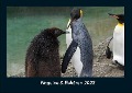 Pinguine & Eisbären 2022 Fotokalender DIN A4 - Tobias Becker