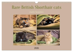 Cover-Bild zum Titel 'Rare British Shorthair cats (Wall Calendar 2026 DIN A3 landscape), CALVENDO 12 Month Wall Calendar' von 'Janina Bürger'