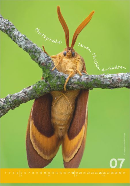 InsideView 4