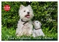 Kobold auf 4 Pfoten - West Highland White Terrier (Wandkalender 2024 DIN A2 quer), CALVENDO Monatskalender - Sigrid Starick