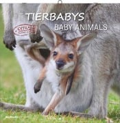 Tierbabys 2026 - Broschürenkalender 30x30 cm (30x60 geöffnet) - Kalender mit Platz für Notizen - Baby Animals - Bildkalender - Wandplaner - Alpha Edition - 