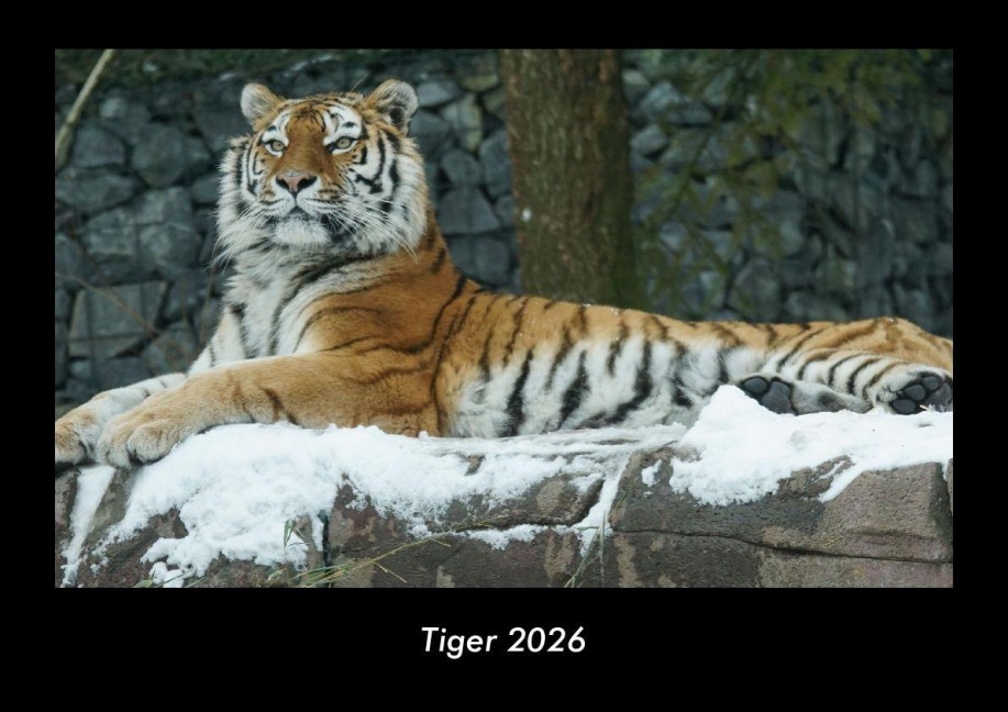 Tiger 2026 Fotokalender DIN A3 - Tobias Becker