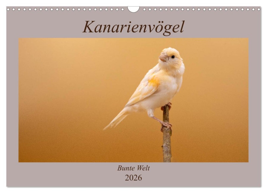 Kanarienvögel - Bunte Welt (Wandkalender 2026 DIN A3 quer), CALVENDO Monatskalender - Akrema-Photography Akrema-Photography