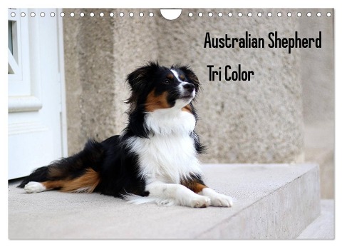 Australian Shepherd Tri Color (Wandkalender 2024 DIN A4 quer), CALVENDO Monatskalender - Youlia Youlia
