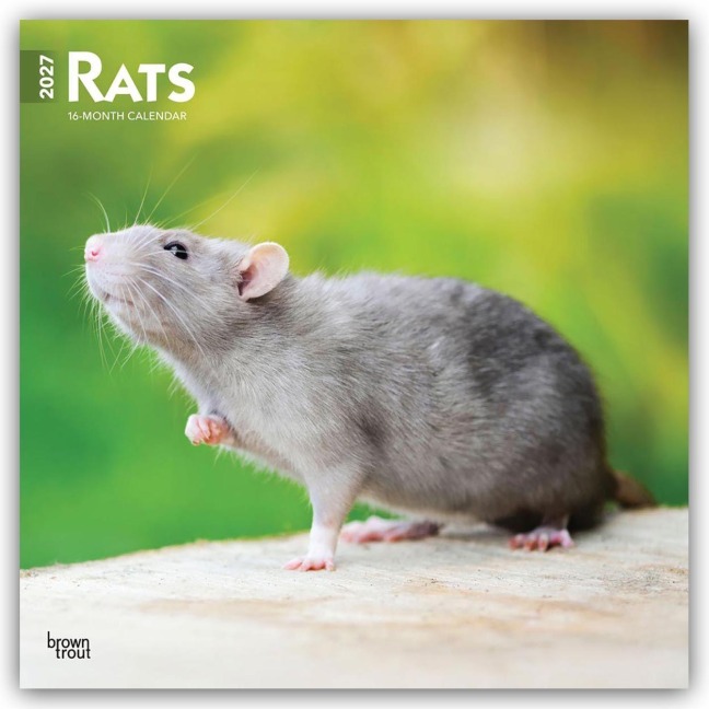 Rats - Ratten 2027 - 16-Monatskalender - Browntrout Publishers