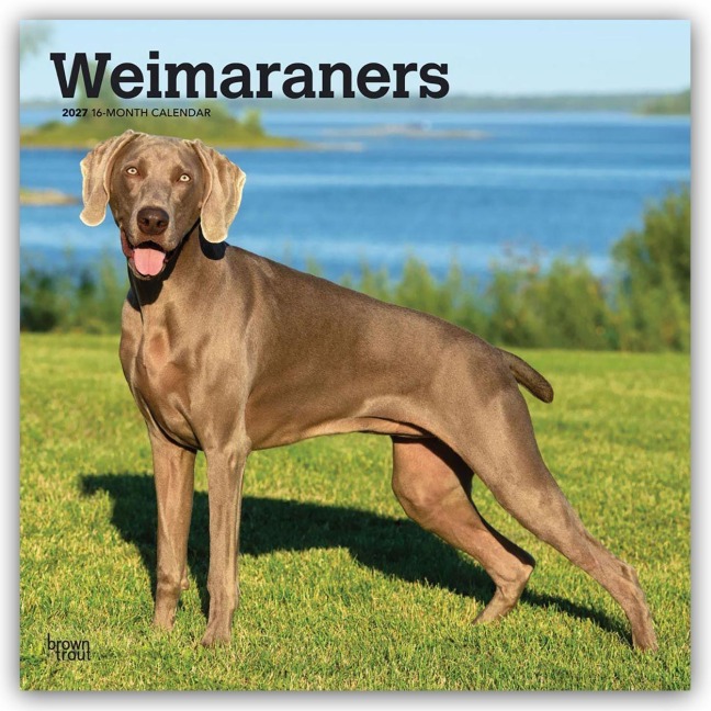 Weimaraners - Weimaraner 2027 - 16-Monatskalender - Browntrout Publishers