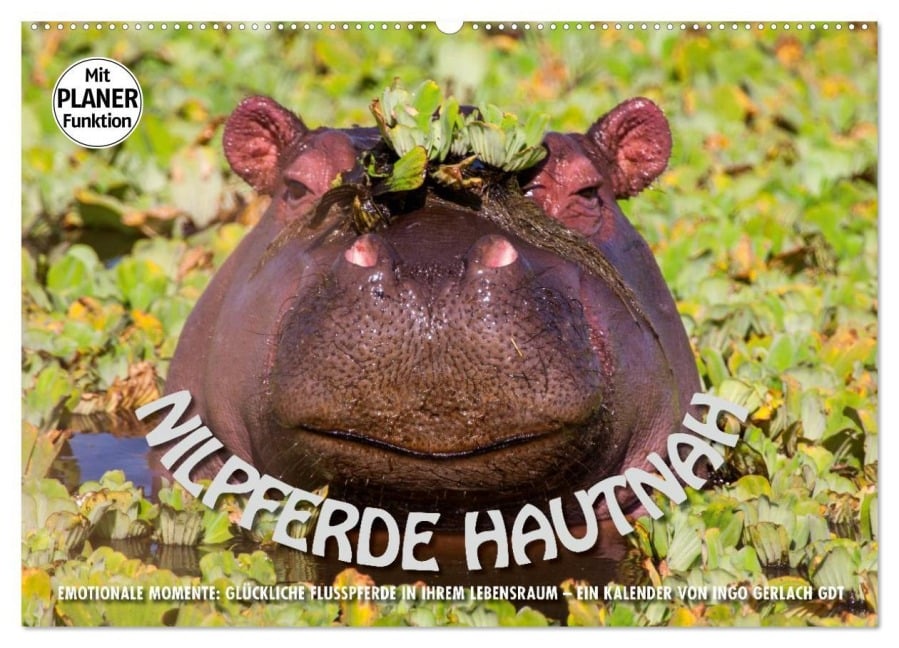 Emotionale Momente: Nilpferde hautnah (Wandkalender 2026 DIN A2 quer), CALVENDO Monatskalender - Ingo Gerlach GDT